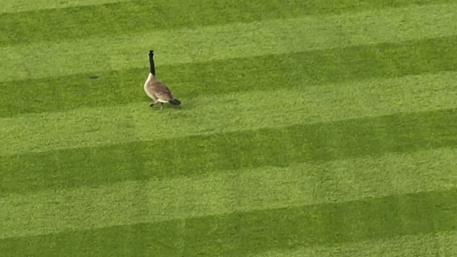 Lost Dog in Chicago, Illinois — Goose at Wrigley tonight.