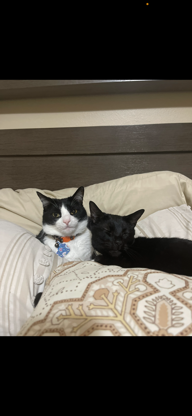 Lost Cat in Porter — listing photo