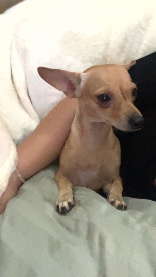 Lost Dog in Phoenix, Arizona — listing photo
