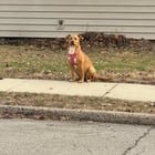 lost dog in Des Moines, Iowa
