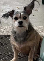 Lost Dog in Commerce City, Colorado — listing photo