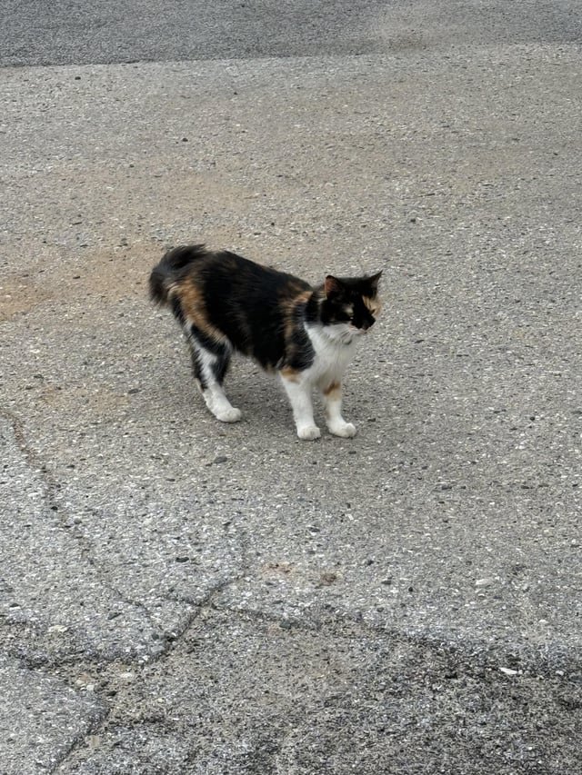 Lost Pet in Baltimore, Maryland — Lost? Cat