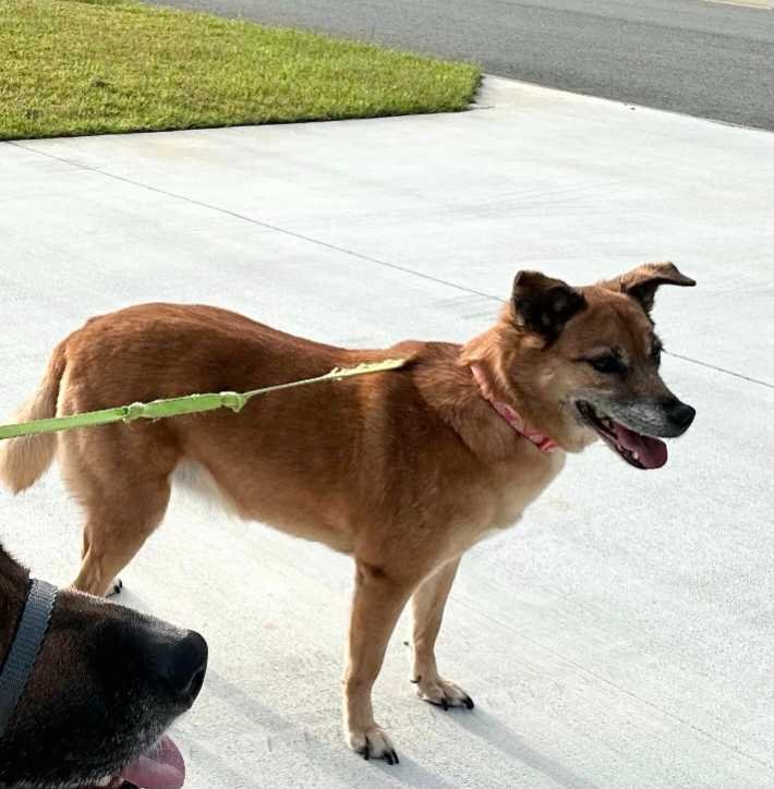 Lost Dog in Sandersville — listing photo
