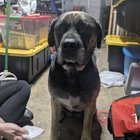 found dog in Dayton, Ohio