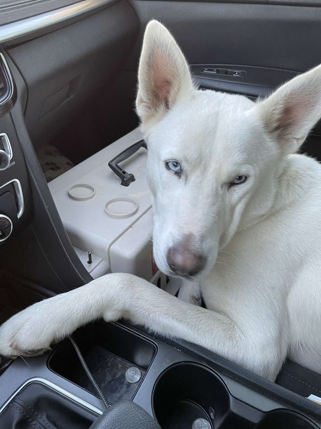 Found Dog in Fort Worth, Texas — listing photo