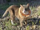 lost cat in Austin, Texas