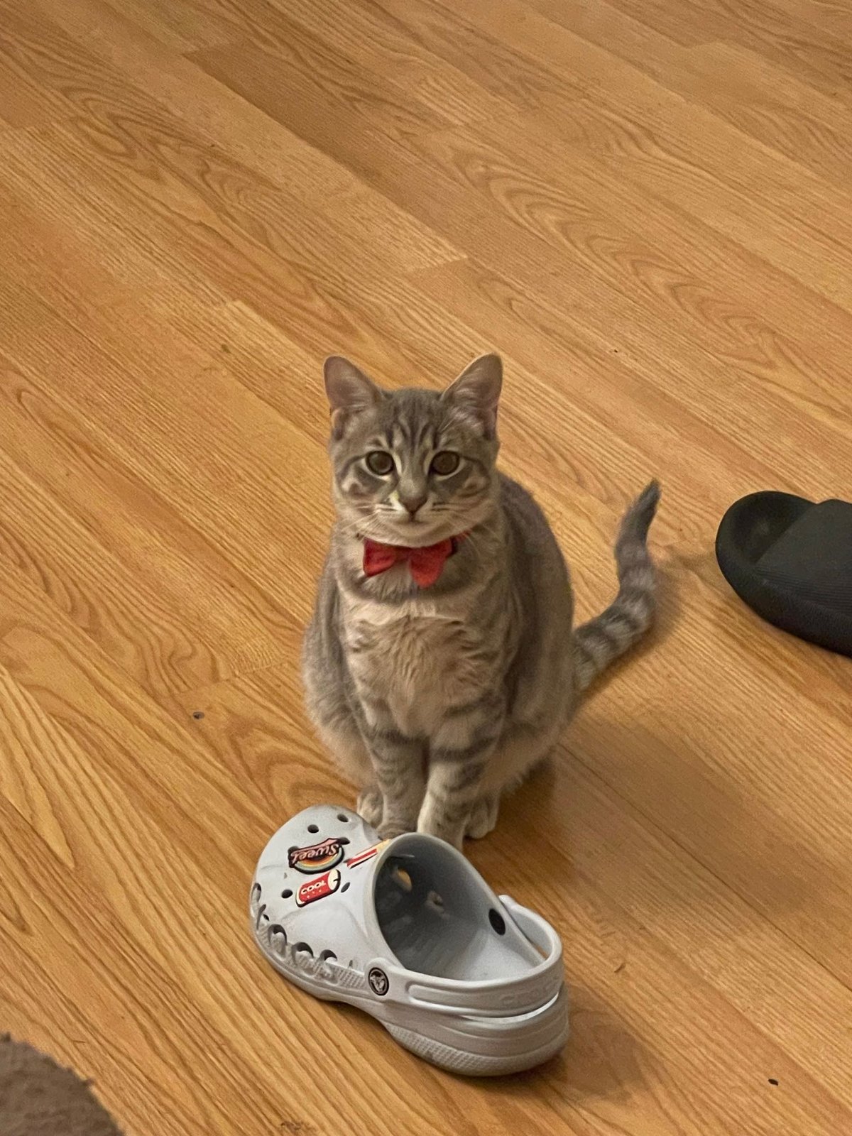 Lost Cat in Fremont, California — listing photo