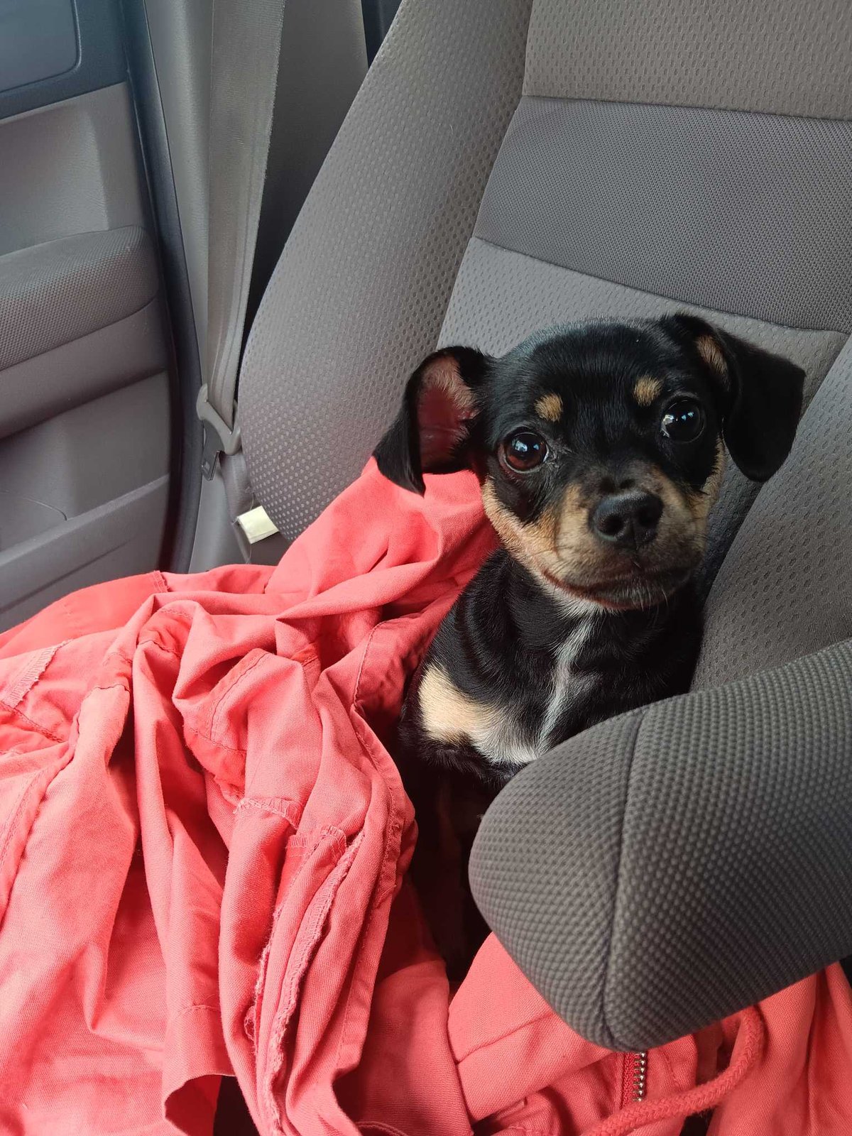 Found Dog in Del Paso blvd — listing photo