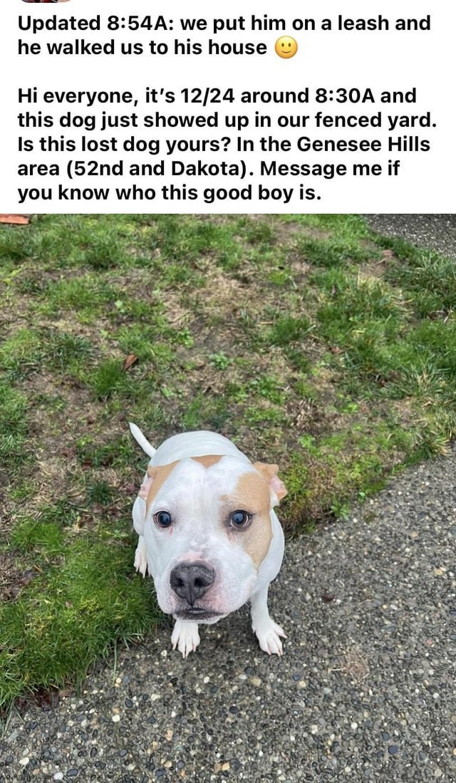 Lost Dog in Seattle, Washington — Just wanted company for the walk home