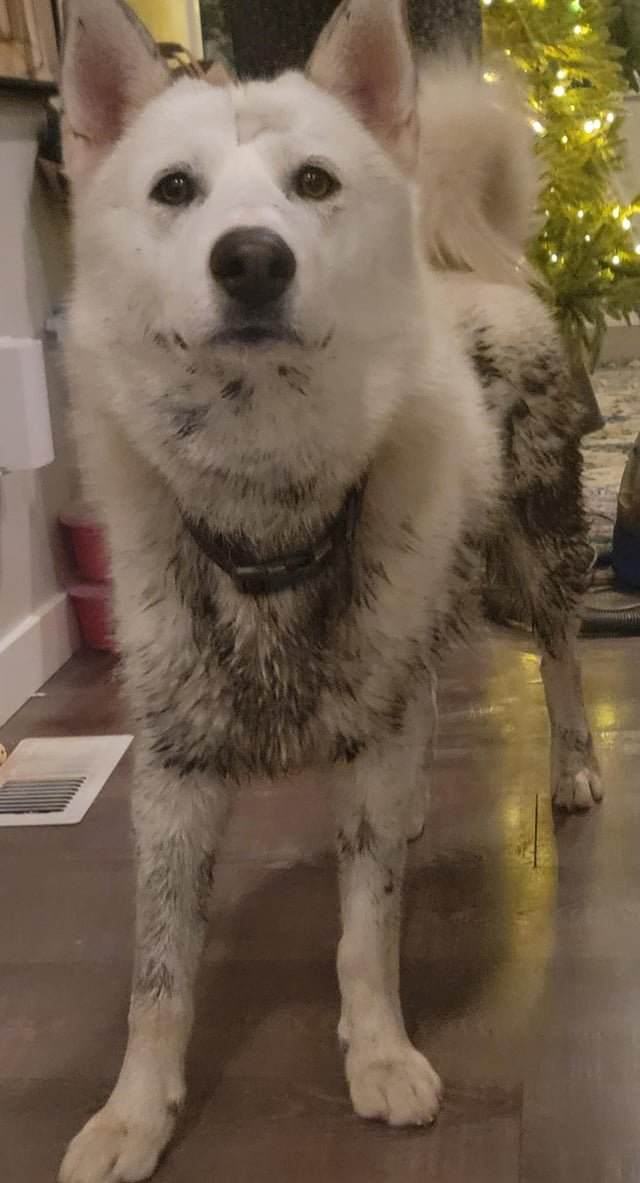 Lost Dog in Seattle, Washington — Gratitude for Dog Lovers and Kindness
