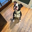 Lost Dog in Nashville, Tennessee — listing photo