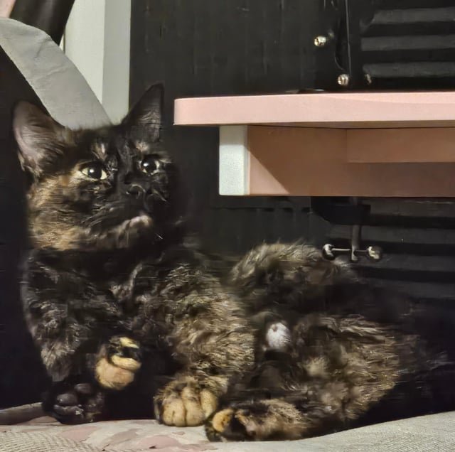 found cat in Seattle, Washington