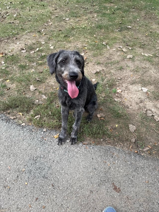found dog in Kansas City, Missouri
