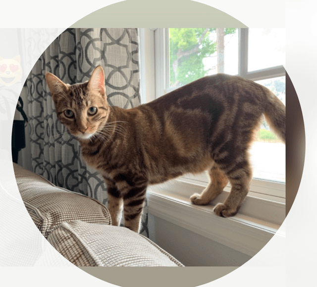 Lost Cat in Los Angeles, California — listing photo
