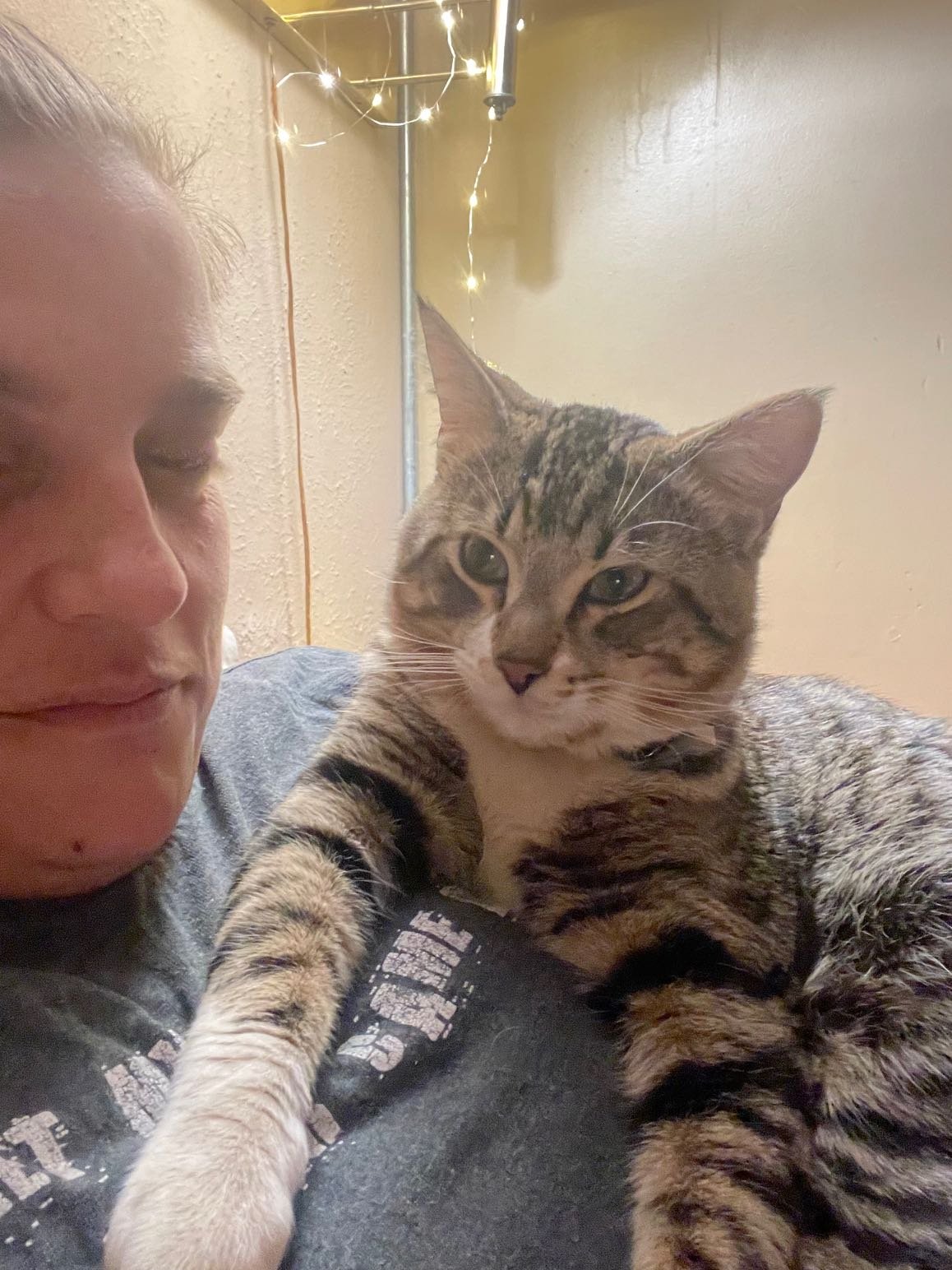 Lost Cat in Colorado Springs, Colorado — listing photo