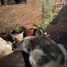 Found Cat in Baltimore, Maryland — listing photo
