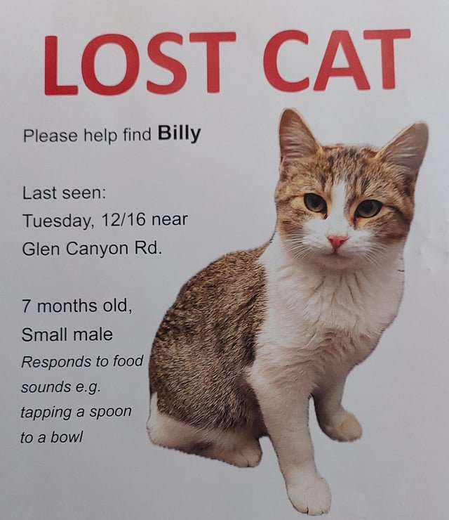 Lost Pet in Albuquerque, New Mexico — listing photo