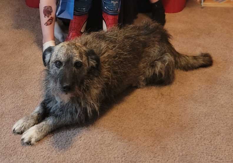 Lost Dog in Sun City — listing photo
