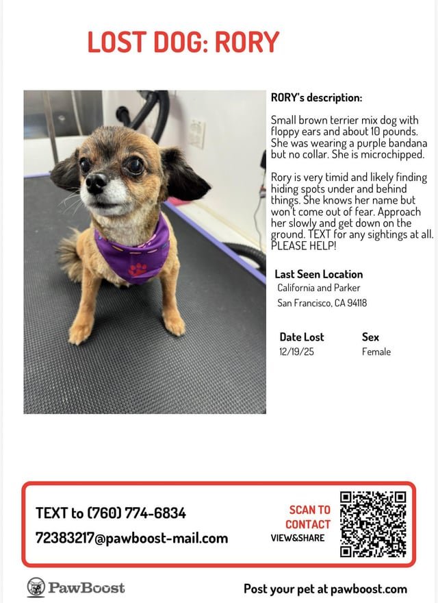 lost dog in San Francisco, California