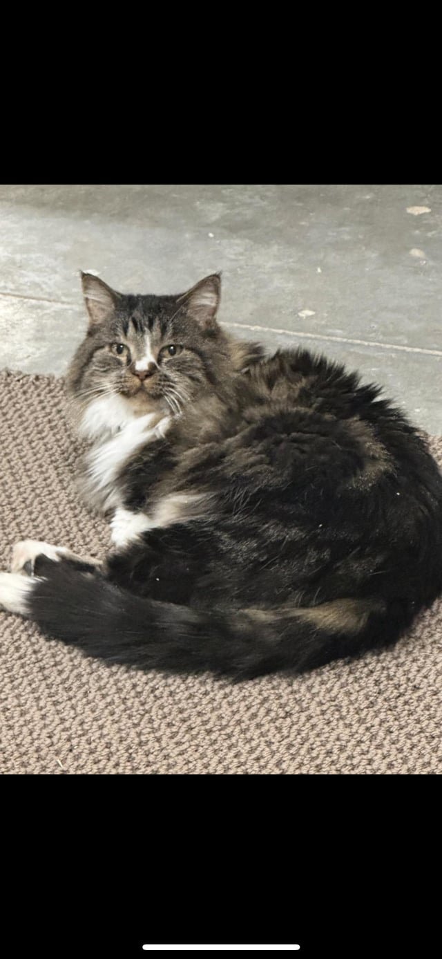 Lost Cat in Des Moines, Iowa — listing photo