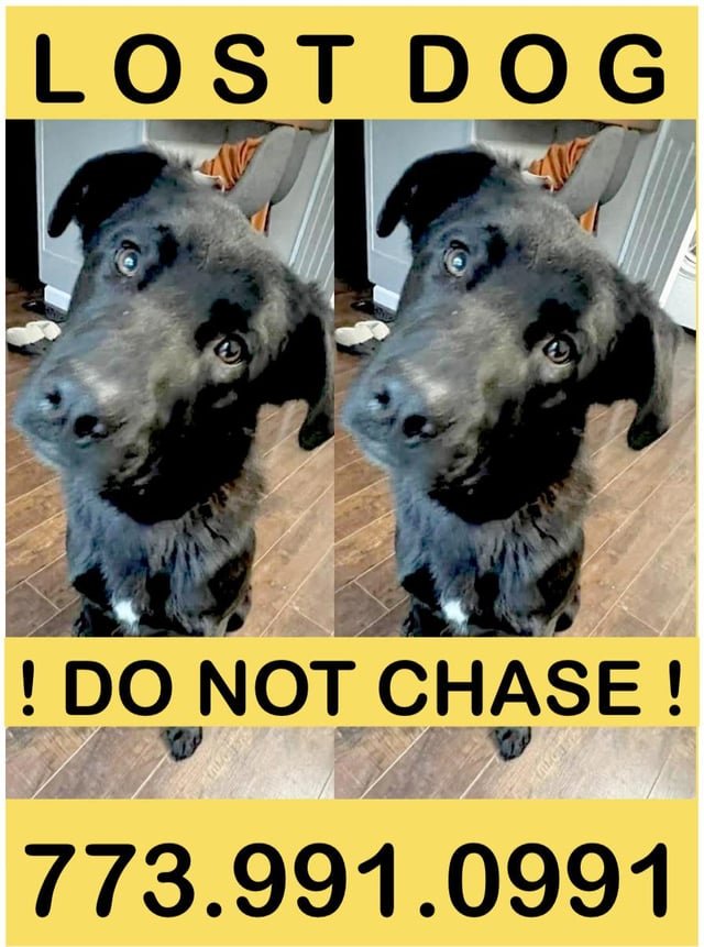 lost dog in Anchorage, Alaska