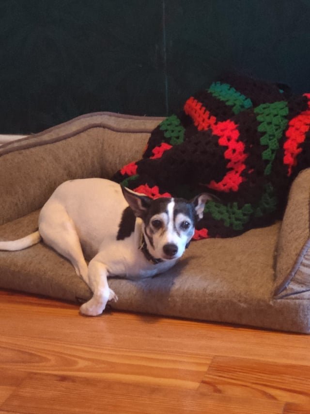 lost dog in Louisville, Kentucky
