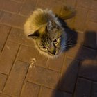 Lost Cat in El Paso, Texas — listing photo