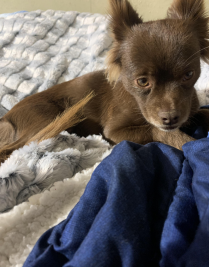 Lost Dog in San Francisco, California — listing photo