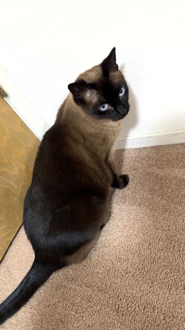Lost Cat in South San Francisco, California — listing photo