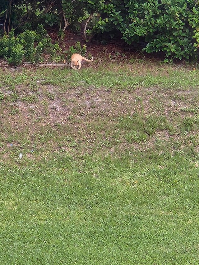 Lost Dog in Jacksonville, Florida — Spotted a dog or cat, couldn't tell from the distance