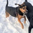 lost pet in Milwaukee, Wisconsin