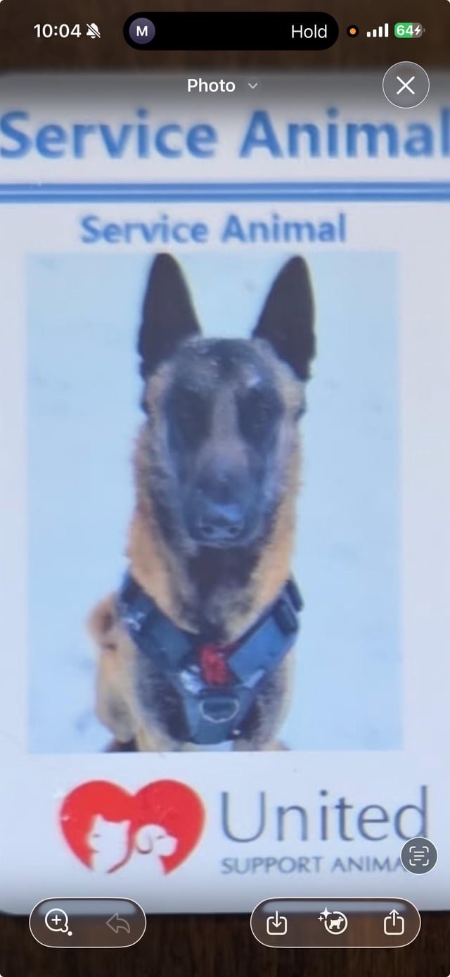 lost dog in San Jose, California