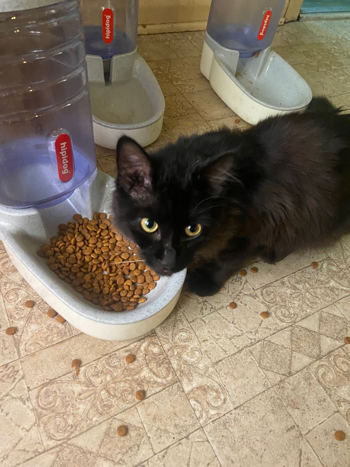 Found Cat in Dallas, Texas — listing photo