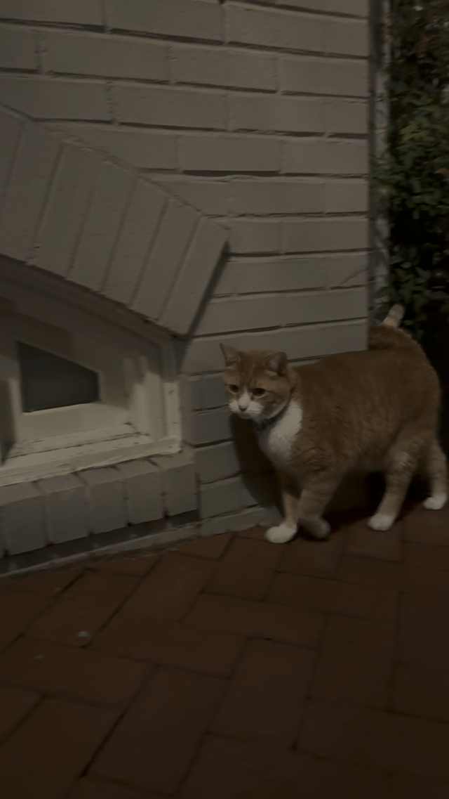 Lost Cat in Washington, District of Columbia — listing photo