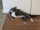 Lost Cat in Sacramento, California — Is this your cat?