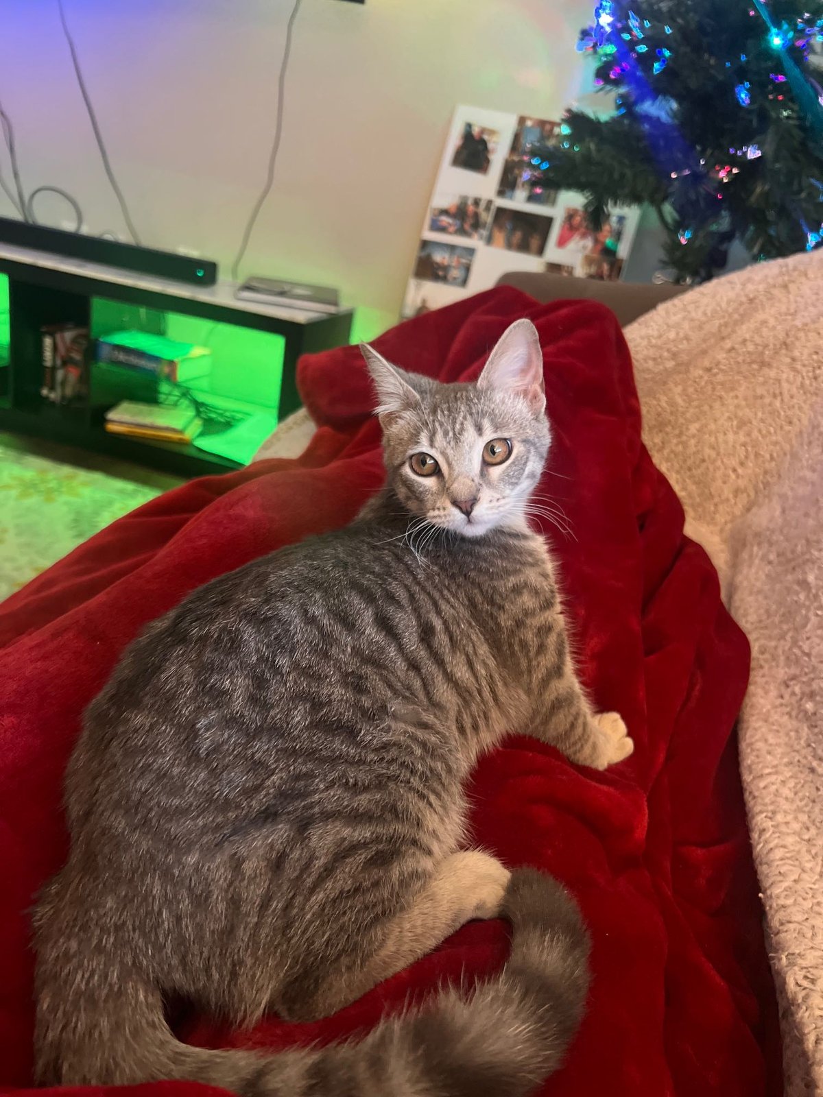 Lost Cat in Austin, Texas — listing photo