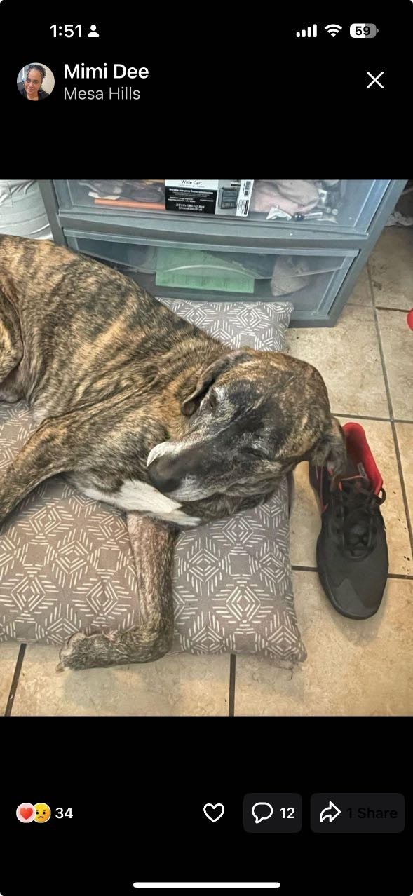 Lost Dog in El Paso, Texas — listing photo
