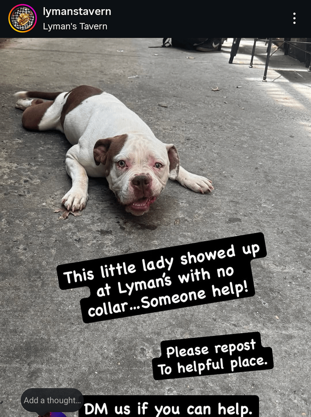 Found Dog in Washington, District of Columbia — Dog found