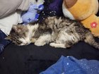 lost cat in Dayton, Ohio