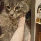 found cat in Bellingham, Washington