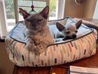 lost pet in Seattle, Washington
