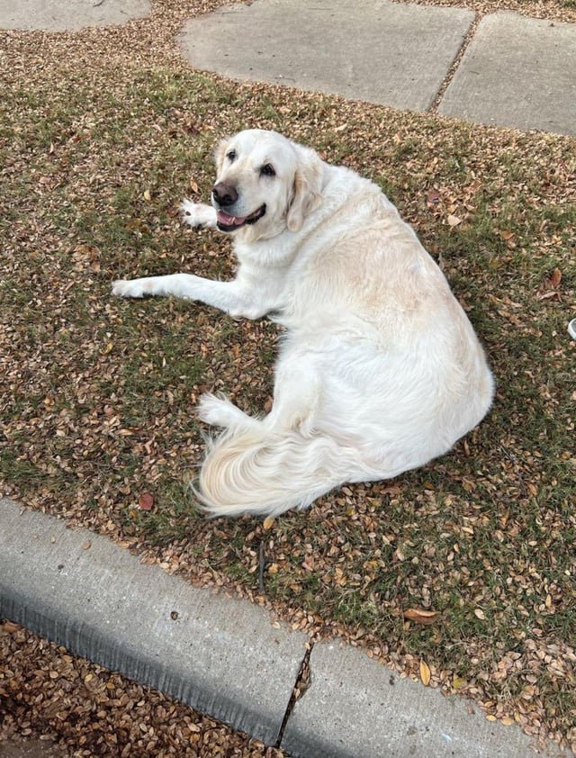 found dog in Plano, Texas