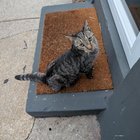 Lost Dog in Philadelphia, Pennsylvania — listing photo