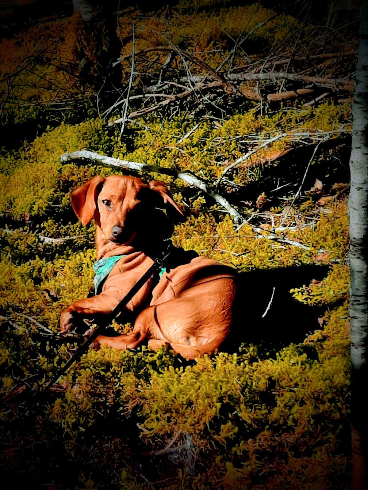 Lost Dog in Skokomish — listing photo