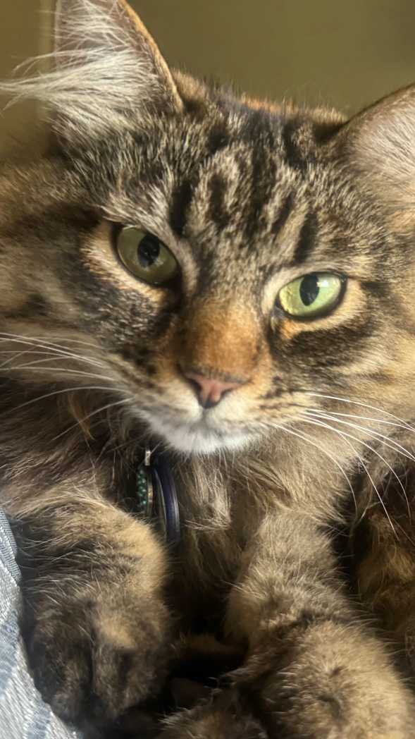 Lost Cat in San Jose, California — listing photo