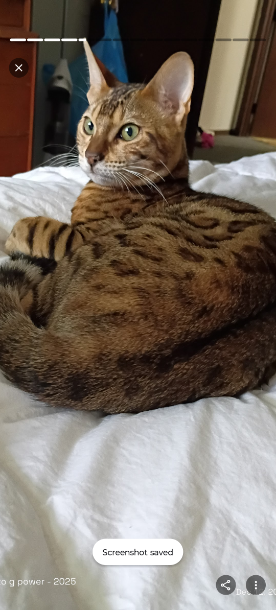 Lost Cat in Trenton, New Jersey — listing photo