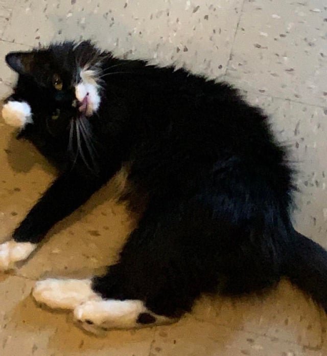 lost cat in New York, New York
