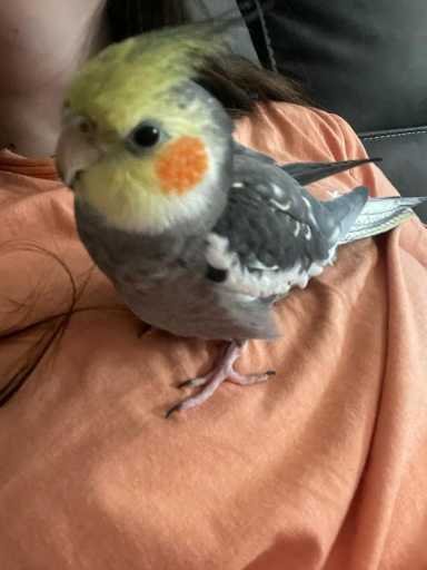 Lost Pet in Gilbert, Arizona — listing photo
