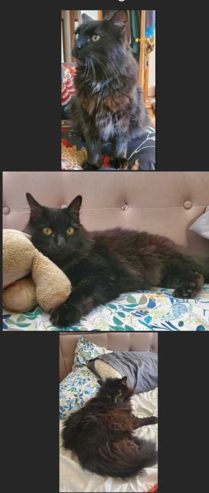 Lost Cat in Salem, Oregon — listing photo