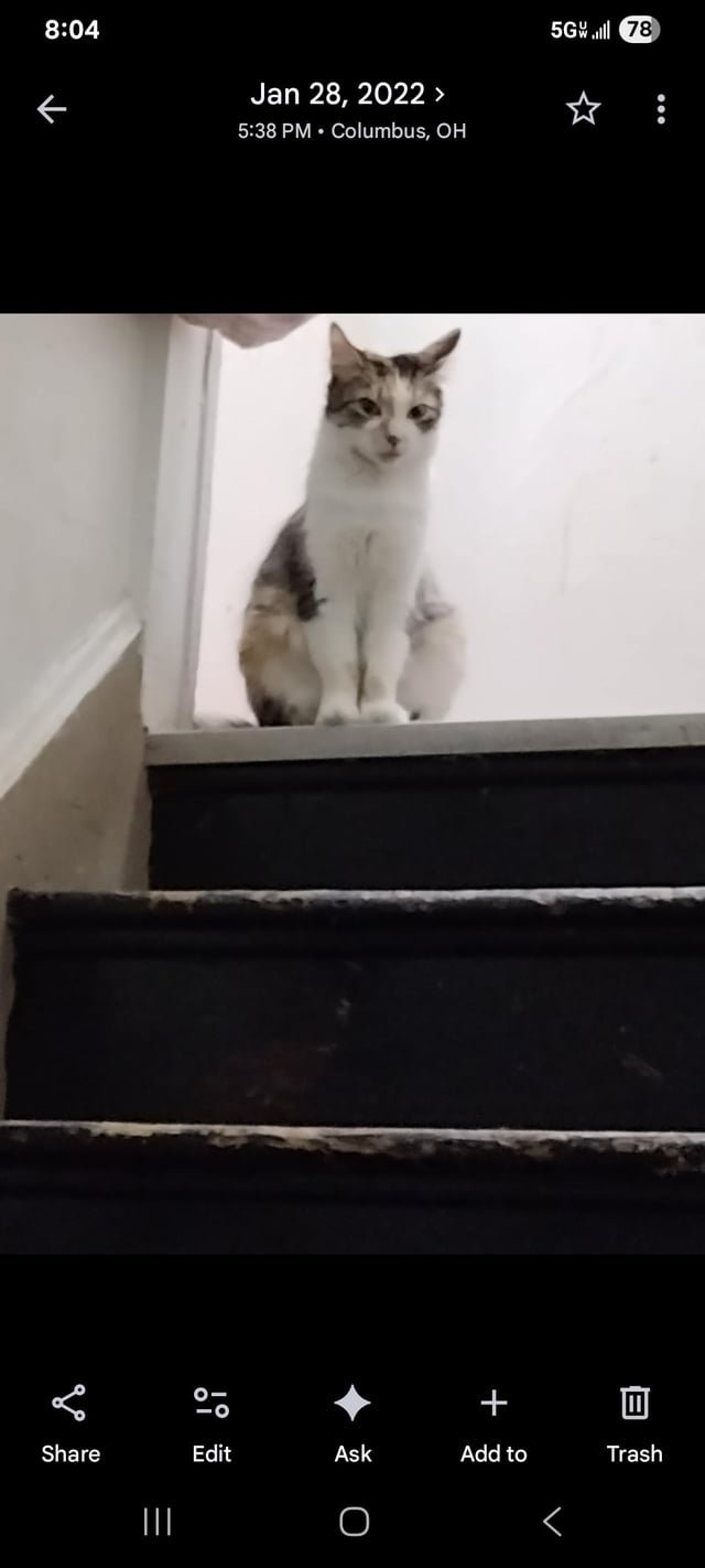 lost cat in Columbus, Ohio